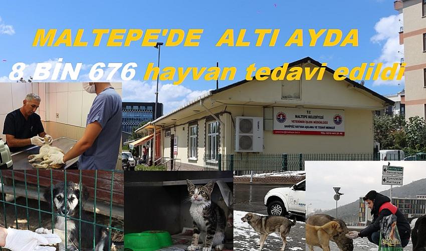 Maltepe&rsquo;de altı ayda 8 bin 676 hayvan tedavi edildi